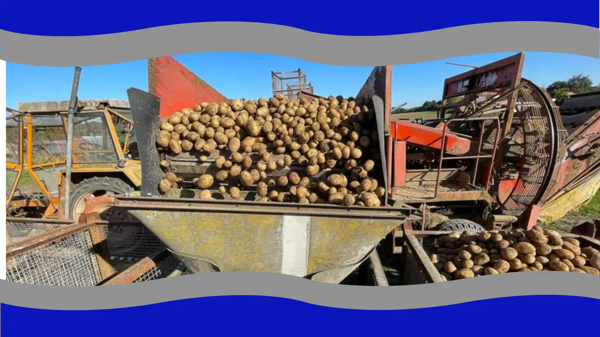 potato